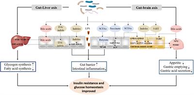 Microbiota: A potential orchestrator of antidiabetic therapy